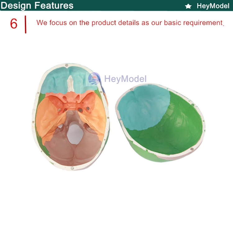 Heymodel красочные искусственный череп модель жизни Размеры 1:1