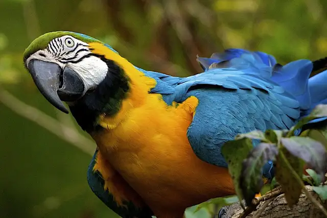 Online Shop Paruh Burung Beo Biru Dan Kuning Bulu Hewan Kain Sutra