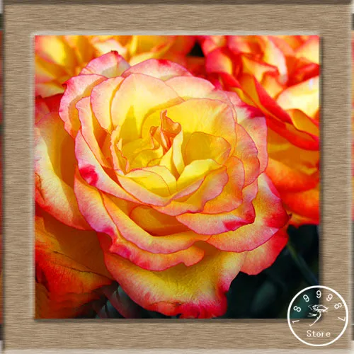 Большая промакция! Топ белого цвета с сердечками и розовыми полосками по бокам Роза бонсай 50 шт./пакет 24 Цвета доступны растения в горшках Роза редкий цветок сад, балкон,# OW - Цвет: 11
