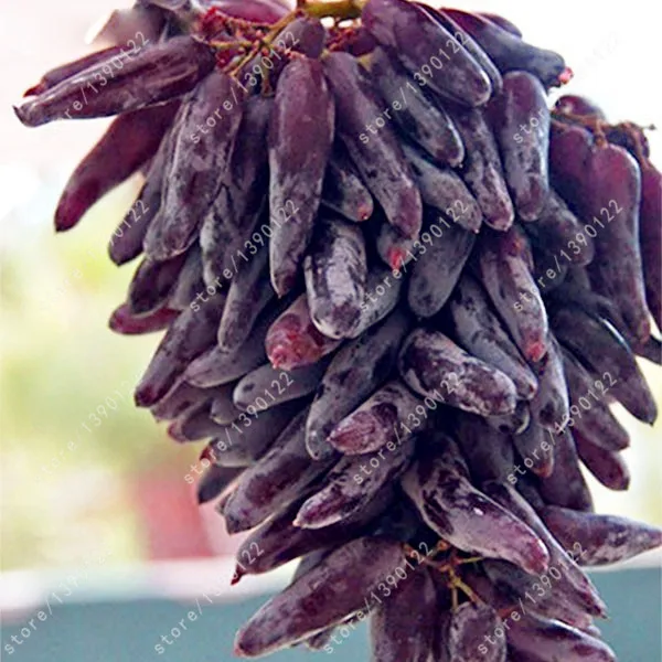 50pcs/bag Very Rare finger grape seeds Organic Heirloom fruit seeds,Natural growth grapes,bonsai pot plants for home garden