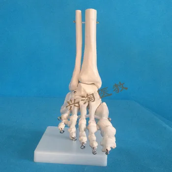

life size foot Joint Model Fl Foot Joint skeleton Display Model