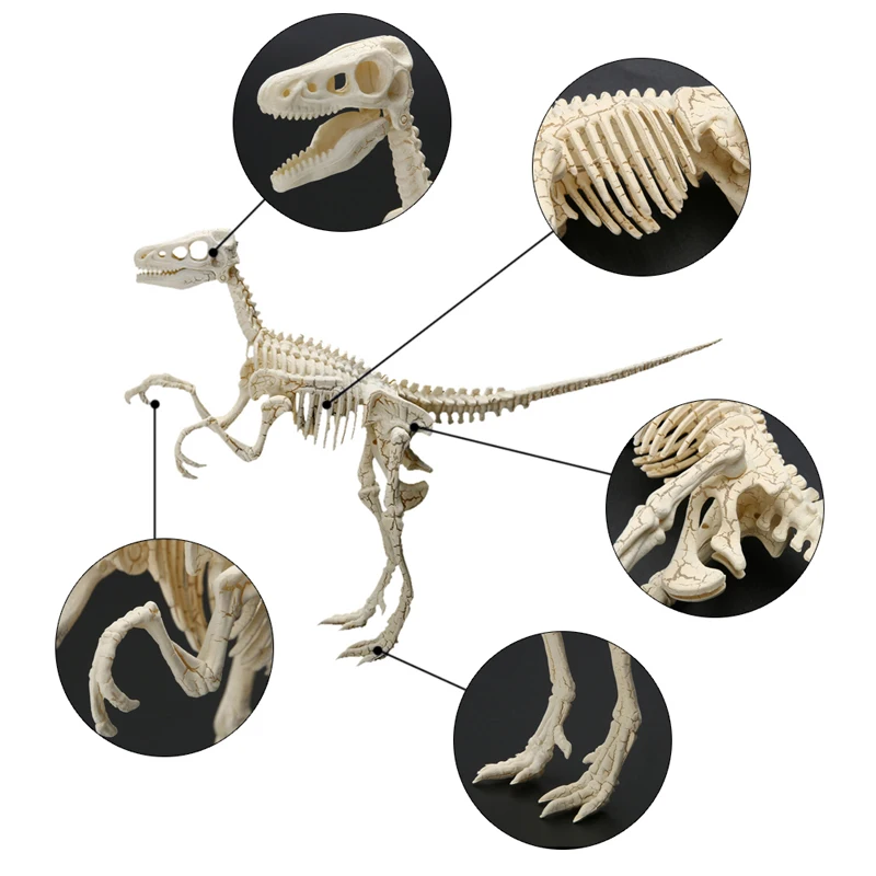 

Dinosaur Figures Feature Toys Assorted Plastic Dinosaurs Fossil Skeleton Dino Figures Kids Toy Modle Collection Children
