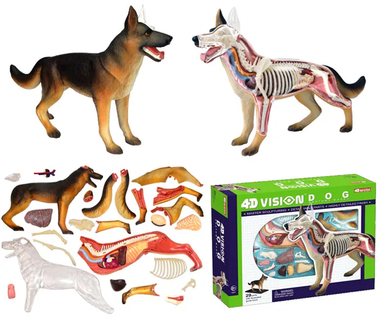 4D Vision медицинская собачья анатомическая модель скелета полностью отсоединяемые части тела детские научные развивающие игрушки