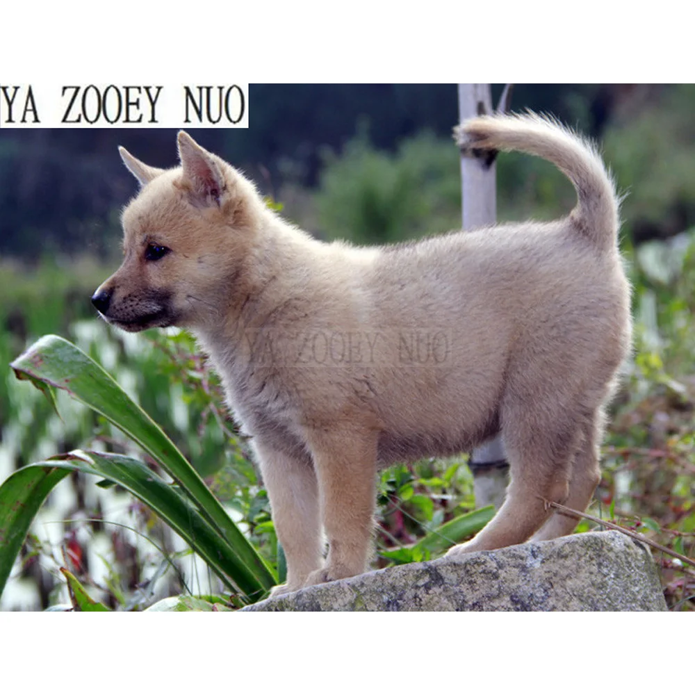 

YA ZOOEY NUO NEW 5D DIY Diamond Painting Cross Stitch Animal dog Crystal Needlework Diamond Embroidery Full Diamond Decor KL574