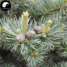 Купить Настоящее Пинус Parviflora Tree Sements 240 шт завод китайская сосна Pinus Parviflora Grow Wu Zhen Song Pinaster