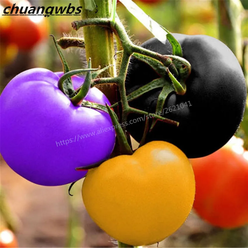 

100 Pcs rare multicolor tomato vegetable Green organic vegetables plant tree bonsai for home garden