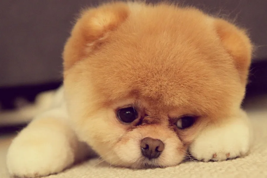 -font-b-Sad-b-font-font-b-Face-b-font-Puppy-Dog-font-b-Animal.jpg