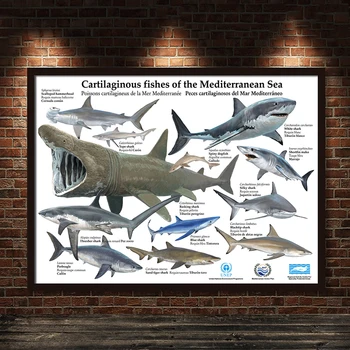 

COSY MOMENT Shark Sea Stars Worms Animals Educational Prints Marine Life Identification Reference Chart Kids Poster ZS168