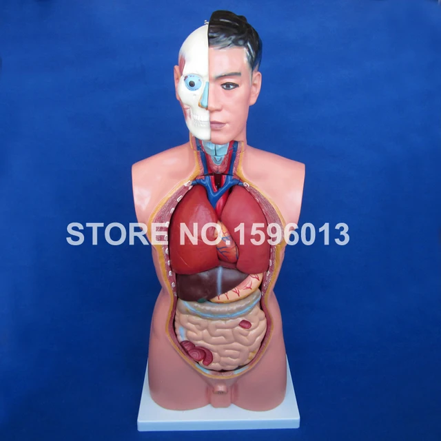 85cm Male Torso With Internal Organs 19 Parts Human Torso Model In