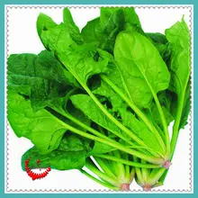 1 Bag 400 Spinach Seeds Salad Leaves Good Taste Non-GMO DIY Home Garden Plant