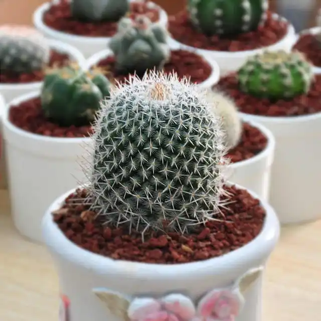 bonsai 100pcs CACTUS Flower Succulent Ornamental Plantsin Bonsai from