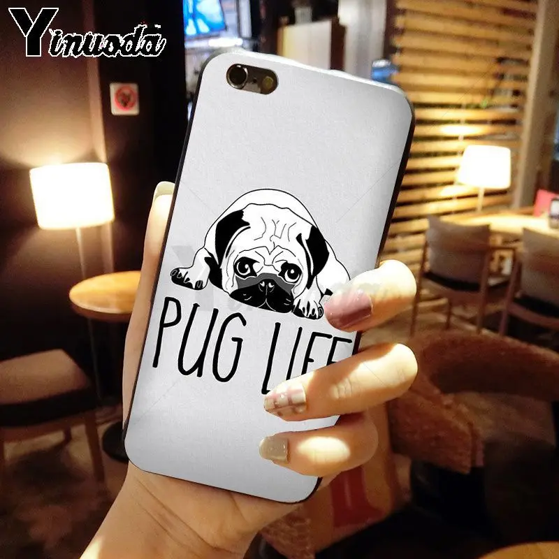 pug dog animal