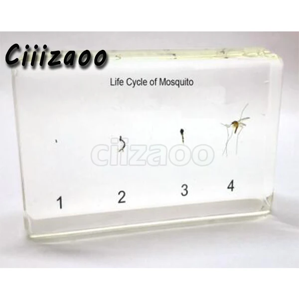 

Life Cycle of Mosquito Specimen paperweight Taxidermy Collection embedded In Clear Lucite Block Embedding Specimen