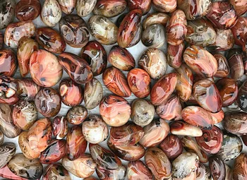 

Wholesale Price! 2.2lbs/10-15Pcs Red Agate Crystal Palm Reiki Crystal Healing