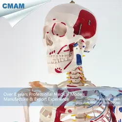 12369 cmam-skeleton08 170 см человека Модели скелетов W мышц связок анатомии, Медицинские товары образования анатомические модели