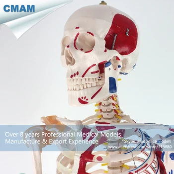 

12369 / 170cm Human Skeleton Model w Ligament Muscle Anatomy, Medical Science Educational Anatomical Models