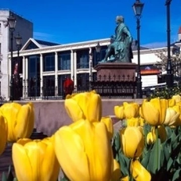 Yellow tulips  Octagon  Dunedin  New Zealand Poster Print by David Wall (18 x 12)