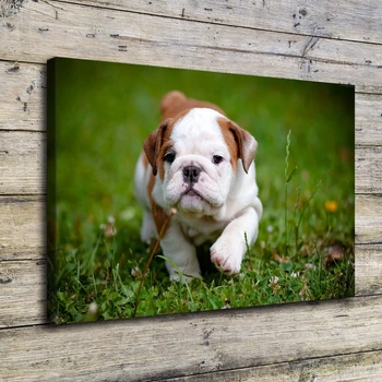 

Canvas Pictures Wall Art 1 Piece Cute Pitbull Puppy Painting Living Room Animal Bulldog Poster Home Decor shipped 24 hours