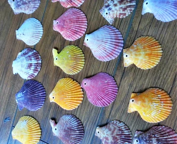 

HappyKiss 50pcs/lot Natural conch shell colorful home decoration romantic baileyi fish tank vase accessories crafts