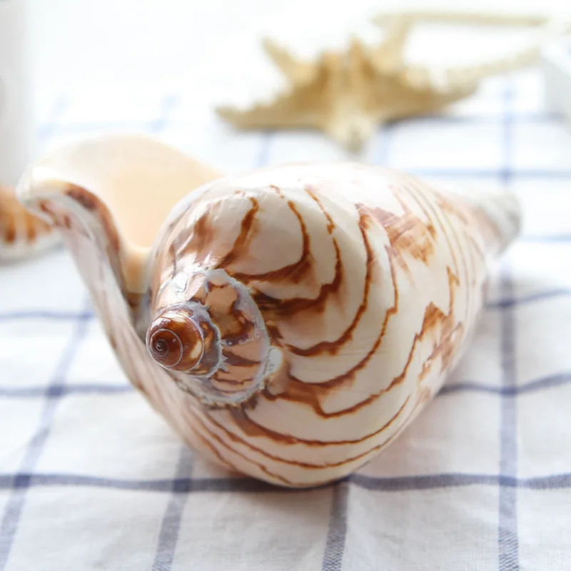 

Free Shipping(1pcs/lot)False Melon Volute Natural Shell & Conch Home Decoration Aquarium Landscaping Shell Ornaments