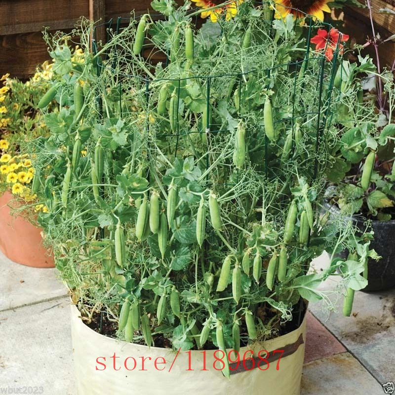 

20pcs'Tom Thumb'Dwarf Shelling Pea plants,bean Organic vegetable ,hign 6-8cm Heirloom (Open Pollinated) for home garden