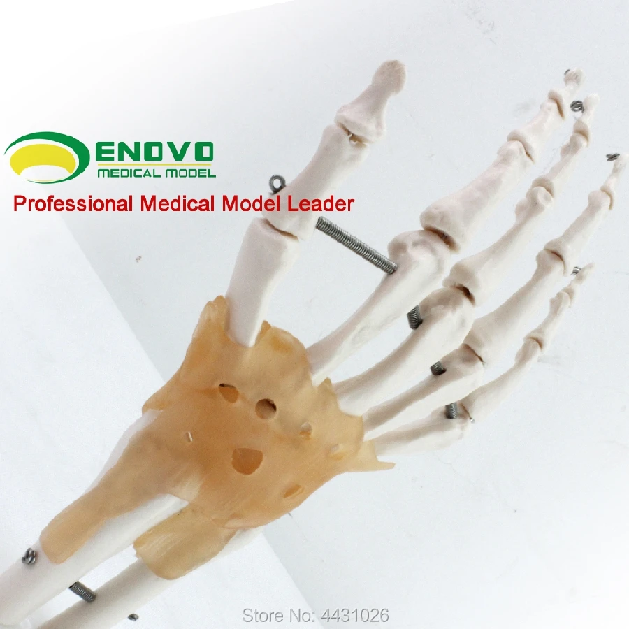 Enovo Medizinische Menschlichen Hand Articular Bander Modell Hand Knochen Ulnaris Radius Menschliches Skelett Fuss Chirurgie Medical Science Aliexpress