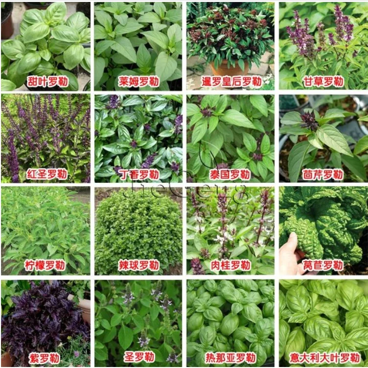

50 pcs Basil ,ocimum basilicum Medicinal and aromatic vegetable home garden
