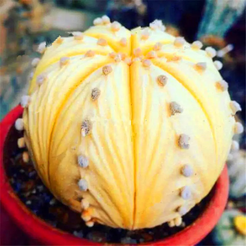 200pcs Cactus Lithops Living Stones Flowers Mix Succulent Organic Bulk Indoor Bonsai Plants for Home Garden Supplies 200pcs Cactus Lithops Living Stones Flowers Mix Succulent Organic Bulk Indoor Bonsai Plants for Home Garden Supplies