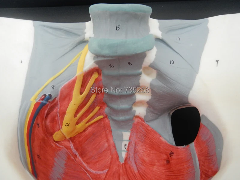 Женский таз тазовый пояс с моделью мышц тазового дна|female pelvis|female pelvis modelpelvis model |