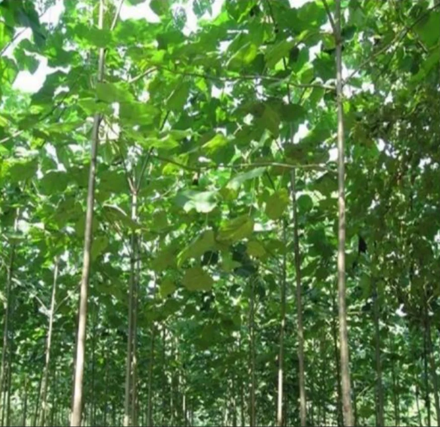 

500 pcs paulownia elongata New forest tree, fast growing tree - - DIY home garden