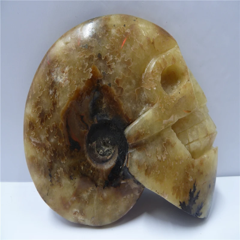 

NATURAL Conch fossil Crystal carved skull HEALING T477