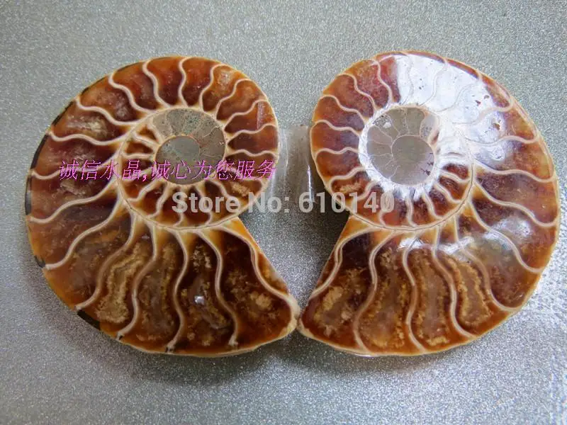 

Best quality Madagascar small jade conch fossil snails Decoration Playing pieces