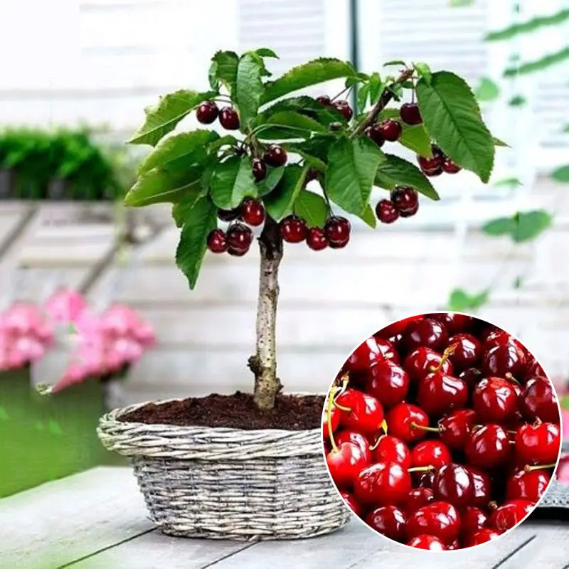 Buy Bonsai seeds 20pcs Brazil Cherry Seed
