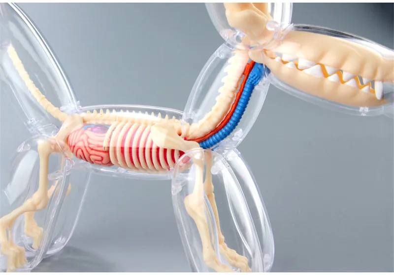 Большой шар собака 4d мастер головоломка сборка игрушка перспектива кость анатомия модель