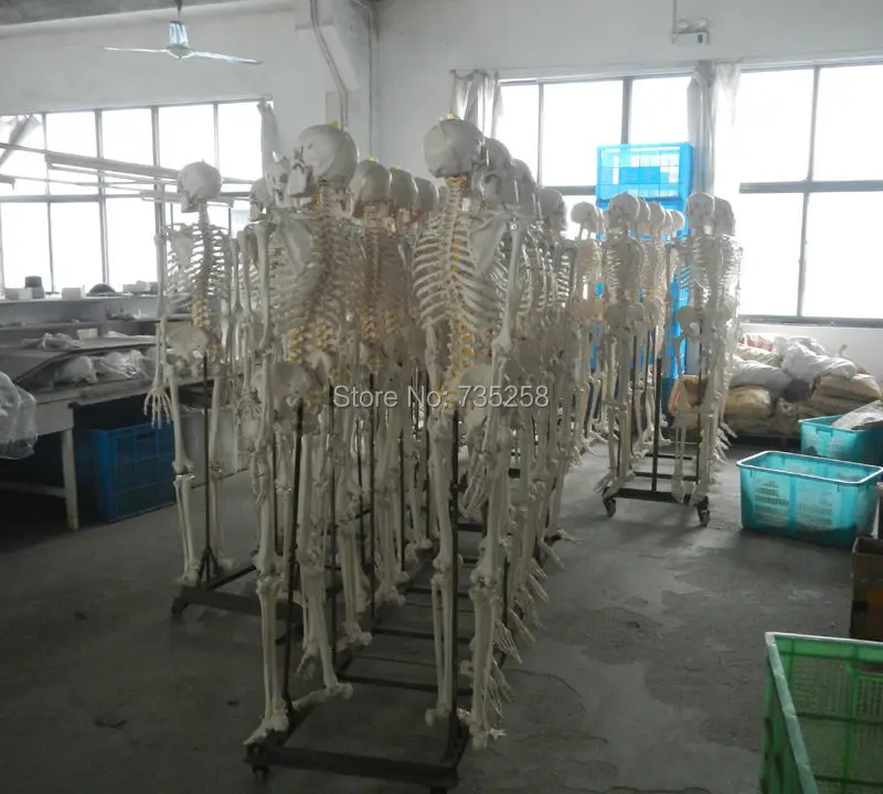 Modelo de Esqueleto Modelo de Esqueleto de Corpo 180cm de Altura. Vida-tamanho Esqueleto Humano Corpo Inteiro de 5 Cheap human skeleton model