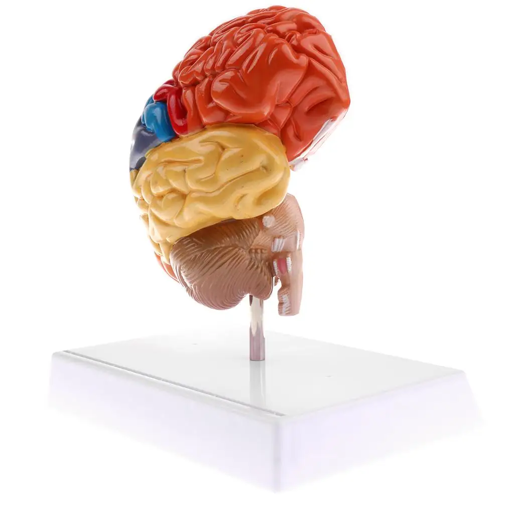 Церебральная анатомическая модель Анатомия 1:1 половина мозгового ствола Медицинские Учебные лабораторные принадлежности