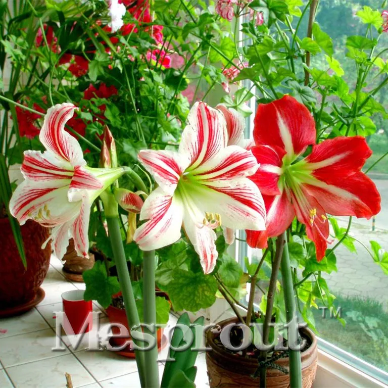

Double Orange White Hippeastrum Bonsai DIY Potted Plants Indoor Outdoor Bonsai Flowering Plants 50 Particles / lot