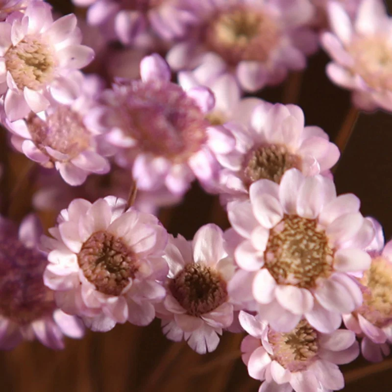 30 шт. Decoraitve сушеные цветы мини ромашки букет живое растение маленький цветочный для свадьбы украшения дома