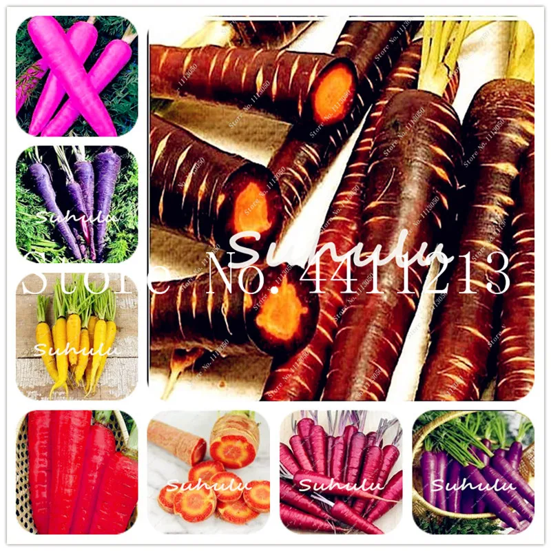 

New Vegetable Fruit Purple Dragon Carrot Bonsai Anti-aging Ginseng Nourishing Bonsai Plants For Home & Garden-100 Pcs for sale