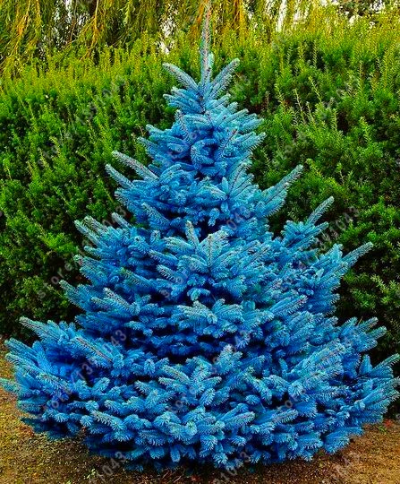 30 pcs/bag blue spruce trees, bonsai blue spruce seeds, Picea Pungens ...
