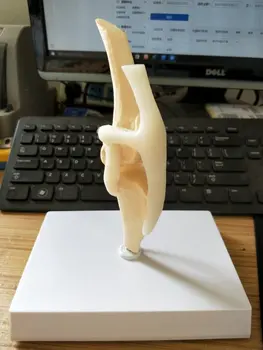 

Dog knee joint model canine joint medical teaching research model