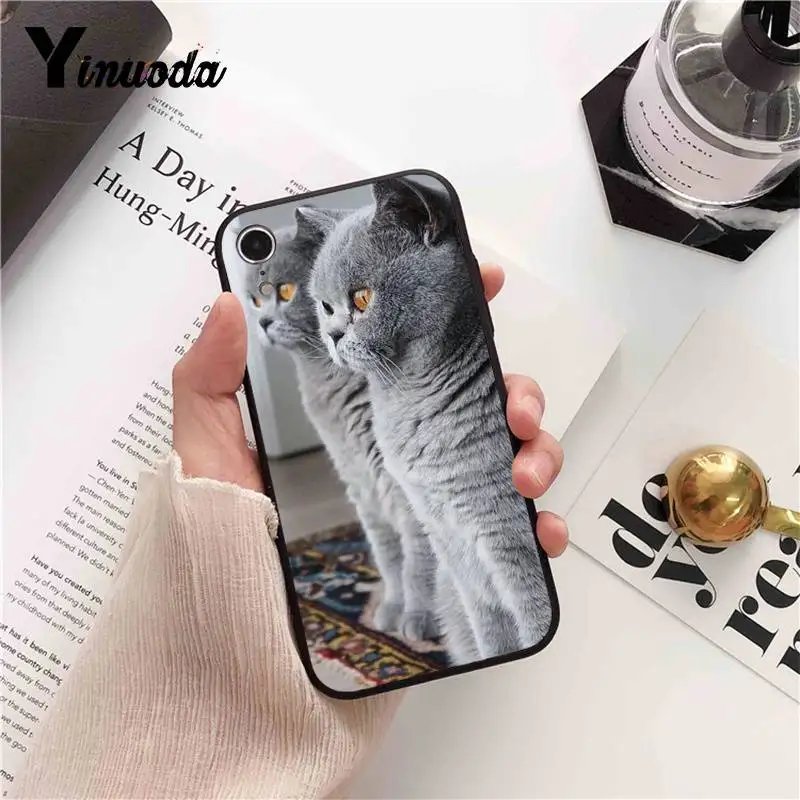 British Shorthair cat Top Design