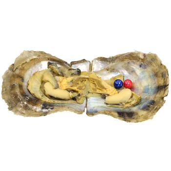 

Wholesale 20pcs Saltwater Akoya Oysters AAA Round Pears Twins Triplets Quads Quints Pearl Oysters Multiple Pearls in Shell FP002