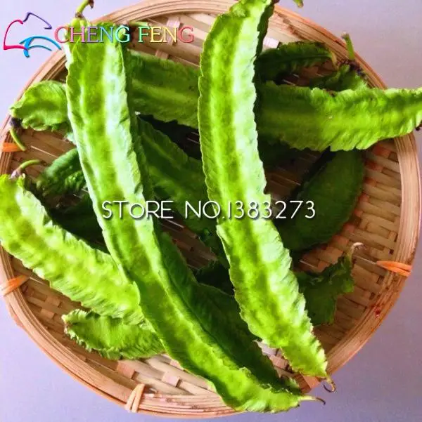 A Pack 10 Pcs Chinese Dragon Bean Seeds Balcony Bonsai Plant Seed