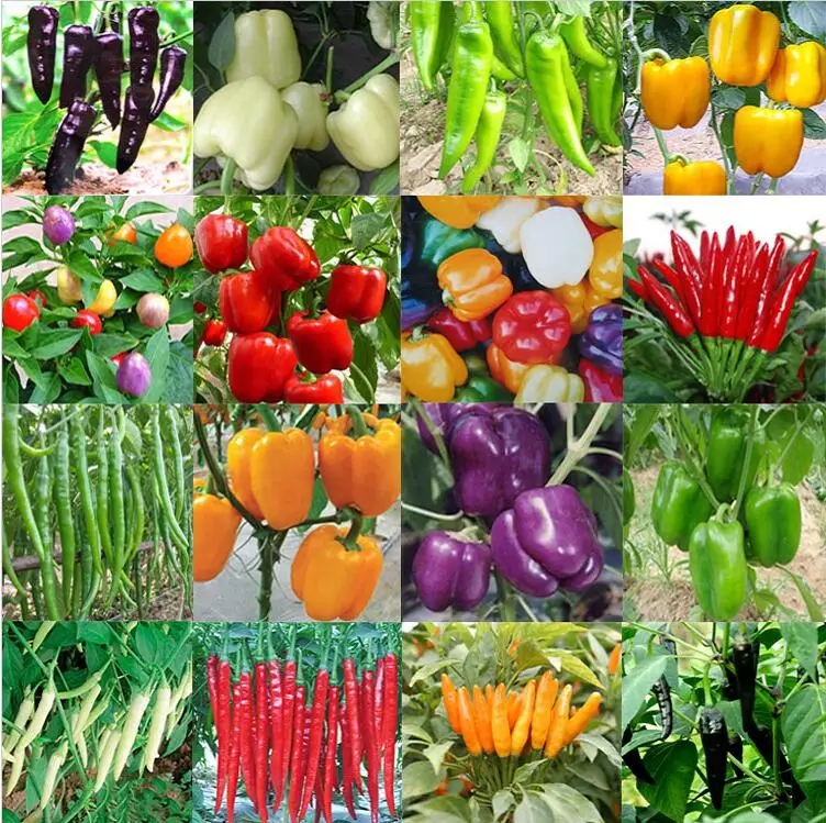 

200pcs/bag long chili red pepper bonsai Healthy vegetable bonsai fruit bonsai for DIY home garden Free shipping