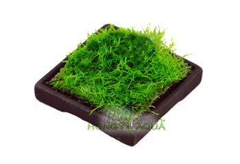 

1 piece 4 size ISTA stainless steel ceramic cultivation flat for water plant for aquarium moss mesh aquatic Planting disk