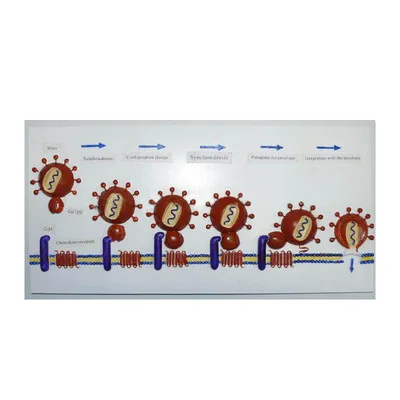 

Model for demonstration of HIV entry into human cells Model cell submicroscopic structure model