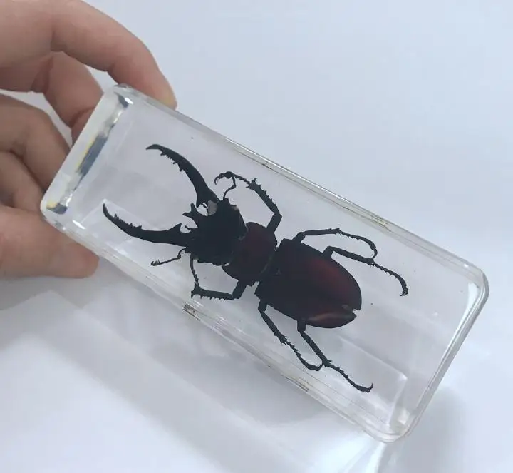 

Vintage Mountain Stag Beetle Specimen Block Paperweight Decor Oddity