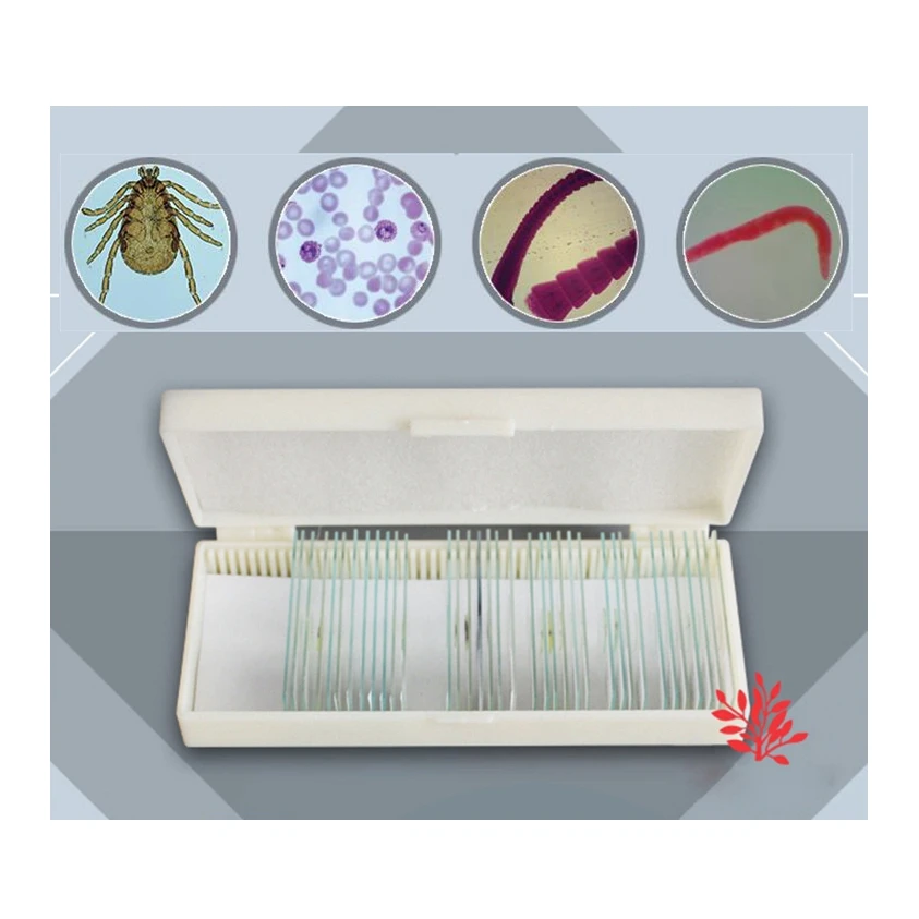 42PCS Biopsy Specimens Parasites Slice Parasites Permanent Slides