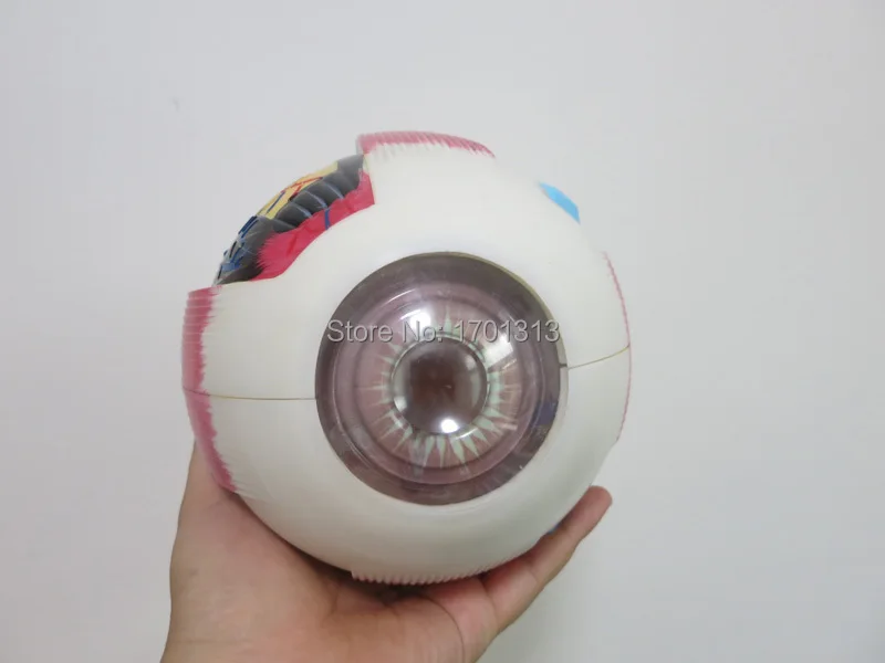 6-eyeball (2)